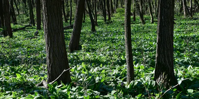 Der Frühling hat begonnen und im Burgenland sprießt der Bärlauch – so erkennst du ihn und machst ihn lange und einfach haltbar.  | Foto: Hermann Sauer