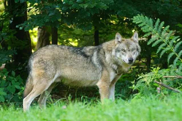 Der Wolf wurde in See in der Nähe des Siedlungsraum gesichtet. | Foto: Symbolfoto: OeTV