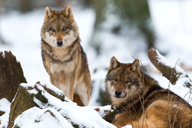 Ein langjähriges Streitthema: Tierschutzorganisationen stehen Wolfsabschüssen kritisch gegenüber, während Vertreter der Landwirtschaft diese anders beurteilen. | Foto: Ralph Frank