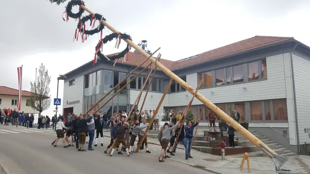 Linz bekommt nach 45 Jahren wieder einen Grieskirchner Maibaum