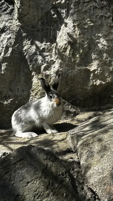 Schneehase Balu entdeckt sein neues Zuhause