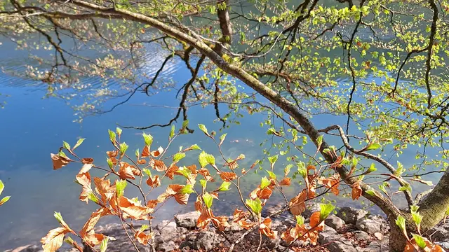 Die Buche vereint Absterben und neues Erblühen
