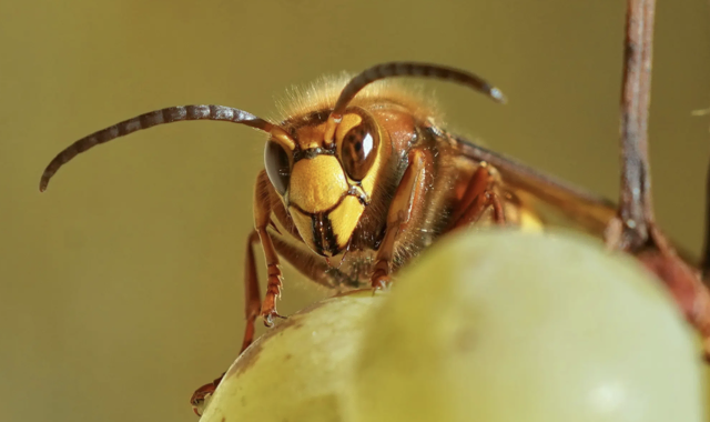 Villachs Wespen und Hornissen siedeln