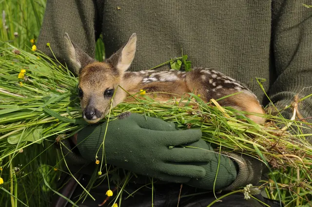 Vor der Mahd werden Rehkitze, die sich im Gras verstecken, mit Hilfe von Drohnen mit Wärmebildkameras gesucht und im Idealfall gerettet. | Foto: Bezirksjagdamt Liezen