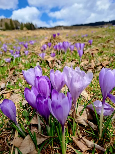 Frühling auf der Saualm.