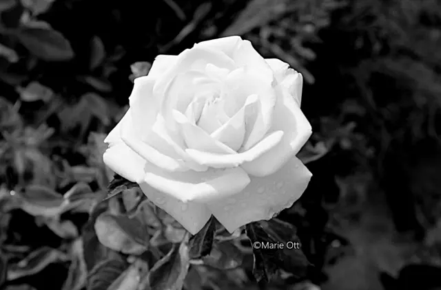 TRAUER UND TOD