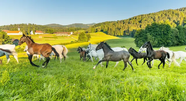 Lebenswert, liebenswert, leistbar als Schlagwörter