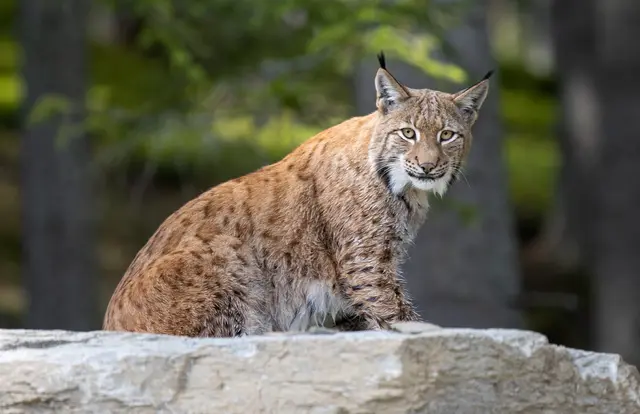 Saisonstart in Mautern – Das erwartet Familien am Wilden Berg
