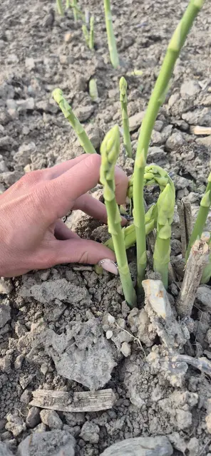 Aufgrund der aktuell milden Temperaturen (Stand 16. April) kann der Spargel im Nordburgenland gestochen werden.  | Foto: Iris Wallner