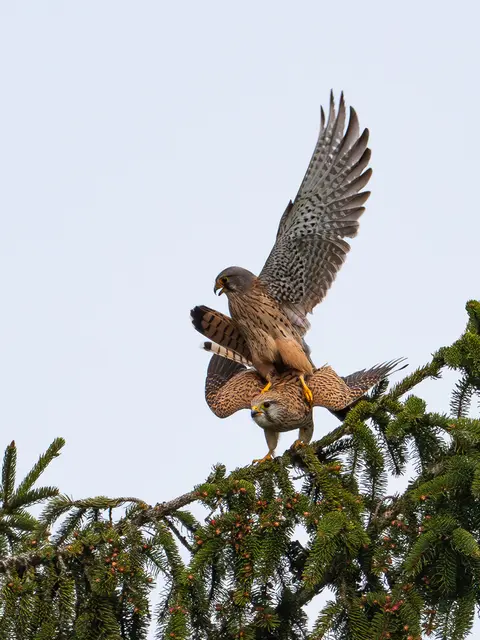 Frühlingsgefühle und Falken