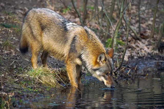 Foto: H. Glader/4nature