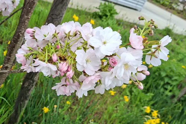 Buntgemischtes aus Kärnten