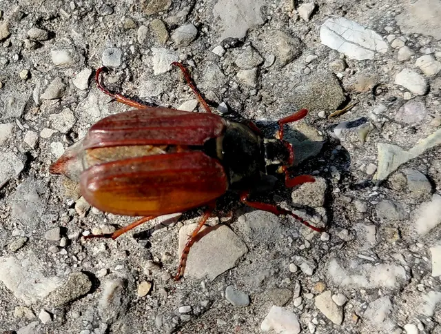 Maikäfer | Foto: H.Bachinger