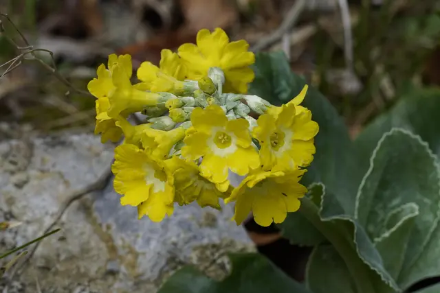 IM REISSTAL BEI HINTERNASSWALD