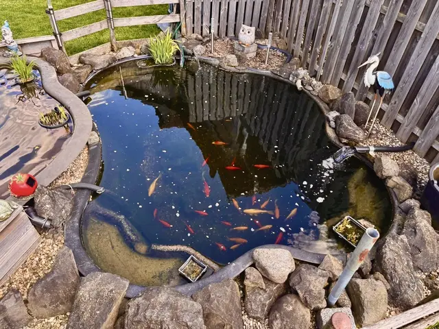 Ein Goldfisch Namen‘s Tom