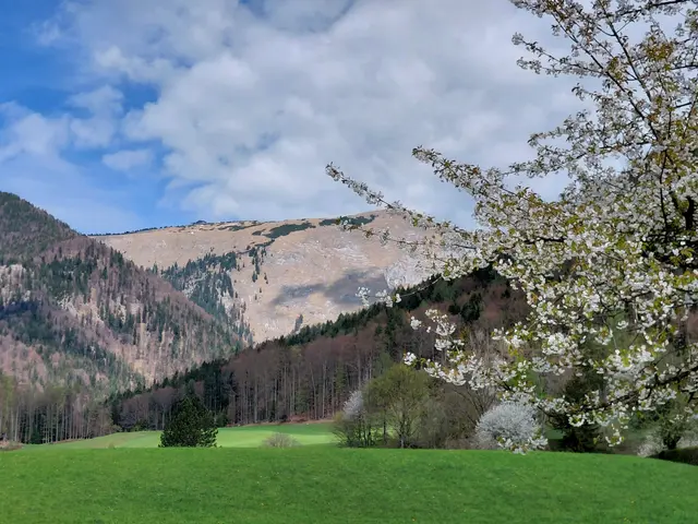 Schafberg  | Foto: H.Bachinger