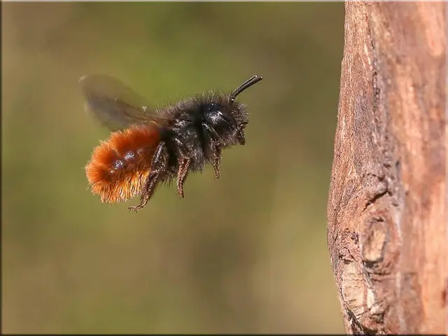 Warum ein Sandarium deinen Garten aufwertet und Bienen hilft