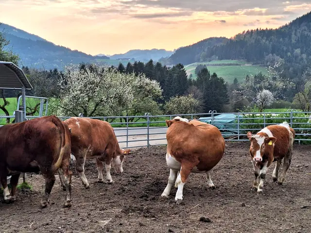 Blick vom Waldviertel ins Mühlviertel