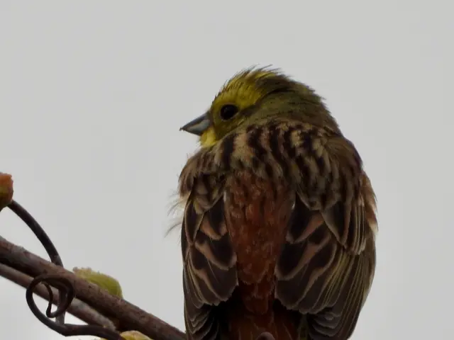 Tierisches in Südburgenland