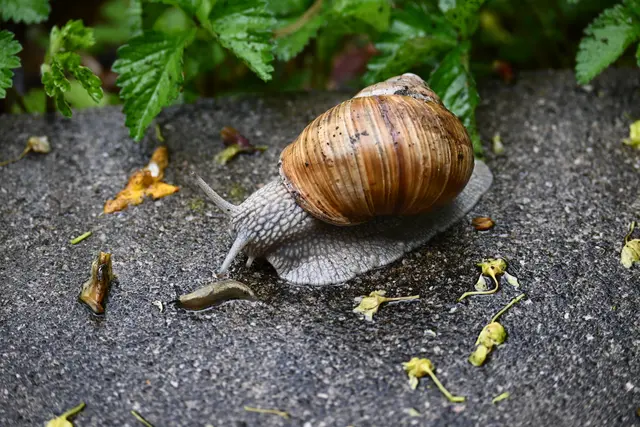 Nach dem heutigen Regen