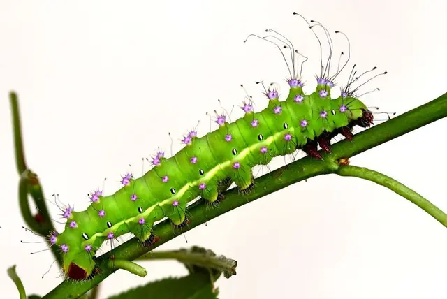 Schmetterlings-Eltern oder Schmetterlings-Pat*innen werden!