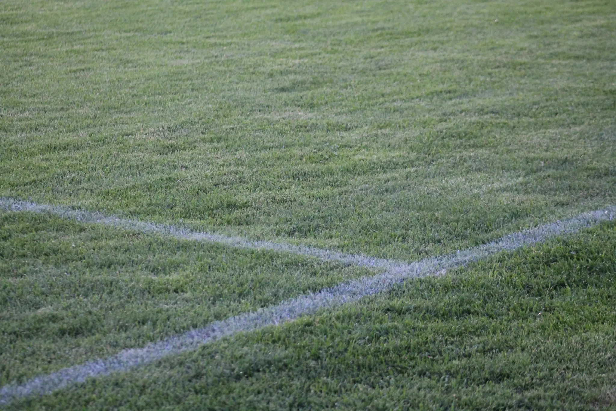 At sports field: 10-year-old bitten in thigh by dog - | Perg
