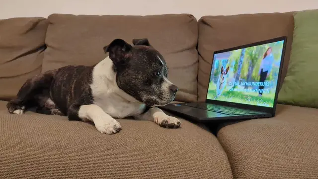 Sachkundenachweis für Hundehalter