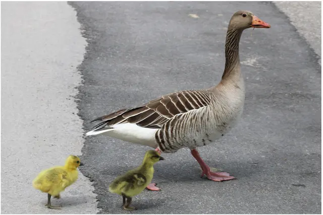 ..um vom Weiher zu den Wiesen zu gelangen, muss eine kleine Straße für Räder überquert werden