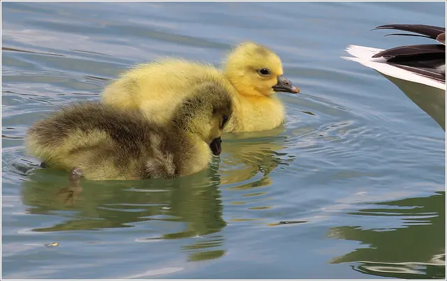 Gänseküken am Weiher 