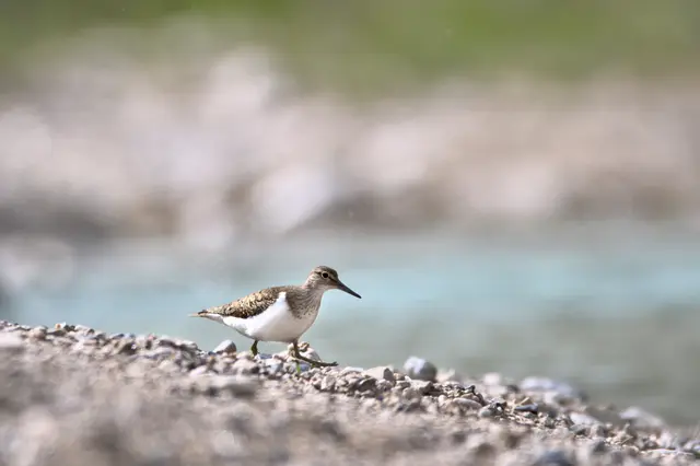 Seltene Kiesbrüter wie der Flussuferläufer nutzen die Kiesbänke am Inn zur Brut – Störungen durch Menschen und Hunde können den Bruterfolg erheblich gefährden. | Foto: Calvin Frees