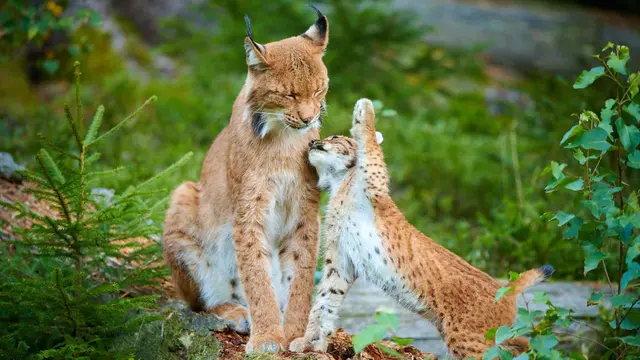Die Ausstellung „Der Europäische Luchs – Geschichten aus dem Verborgenen“ im Panoramaturm Wurbauerkogel zeigt Einblicke in das Leben der Wildkatze. | Foto: Julius Kramer