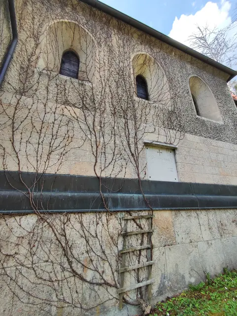Bald wird die Wand wieder frisch berankt sein... | Foto: I. Wozonig 