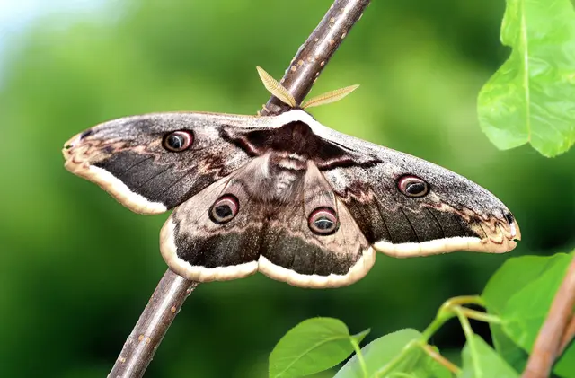 Naturschutzbund sucht „Eltern“ für Wiener Nachtpfauenauge