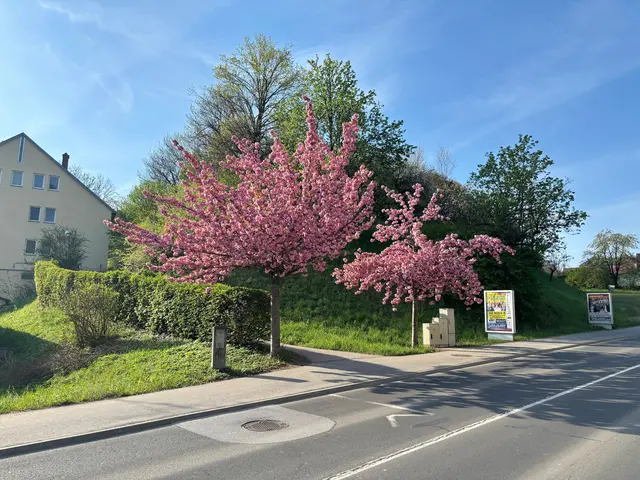 Auf diesem Hügel stand das Schloss Falbenegg. Es ist anzunehmen, dass im 16. Jahrhundert der Berg steil abfallend war und auch das Straßenniveau der heutigen Kusmanekstraße wesentlich tiefer lag. | Foto: Josi Thaller