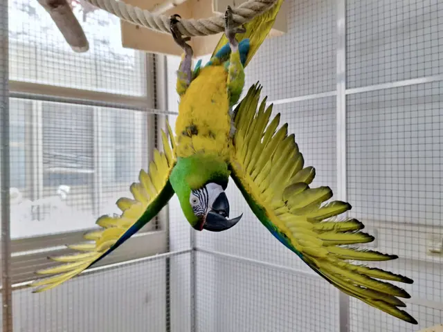 Foto: ARGE Papageienschutz
