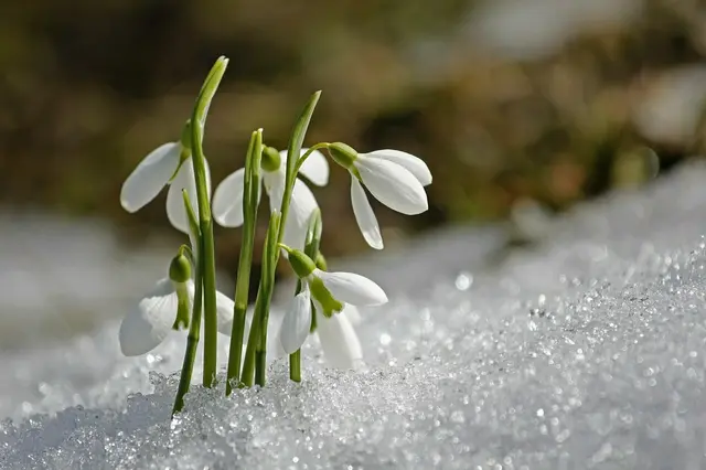 Schnee bis 1.000 Meter, ab Wochenmitte kommt der Frühling zurück