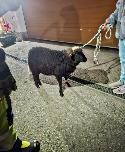 Das kleine Waldschaf wurde auf den Namen "Manni" getauft. | Foto: Icara Tierrettung