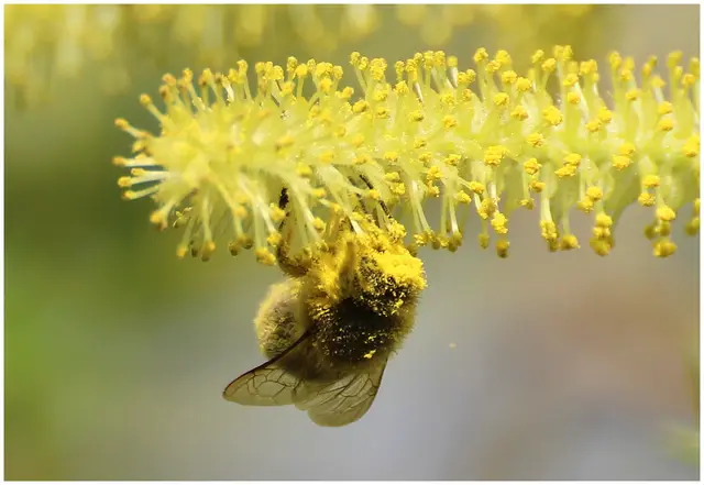 ...hoffentlich sieht das Bienchen noch genug für den Heimflug, das Gesicht ist komplett von den Pollen eingestaubt 