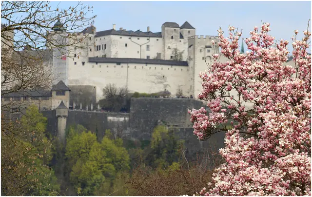 Blick von Leopoldskron durch die blühenden Magnolien 