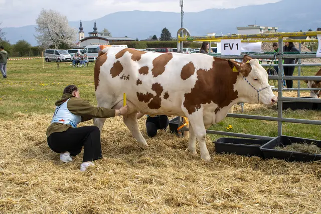 kritische Beurteilung eines Fleckviehs | Foto: Bernice Binder