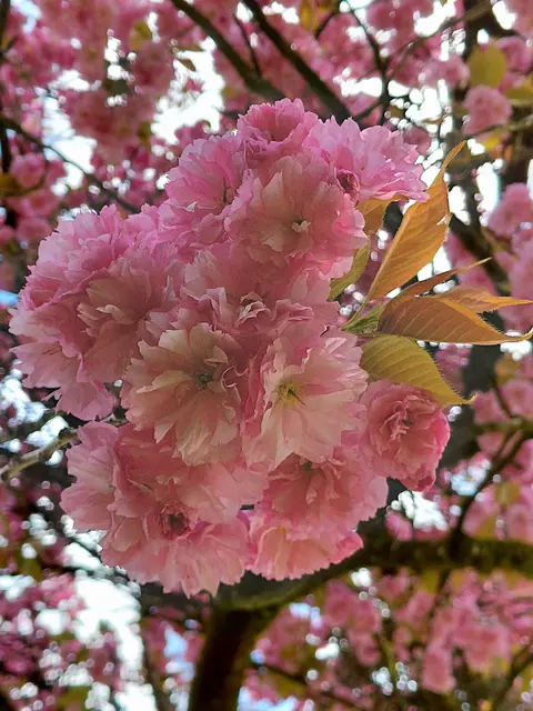 Foto: H.Bachinger