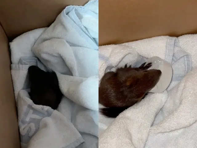 Ein Rettungsteam konnte nach einem Einsatz in Wien ein verängstigtes Babyeichhörnchen retten. Das Jungtier wurde anschließend an das Wildtierservice der Stadt übergeben. | Foto: Berufsrettung Wien