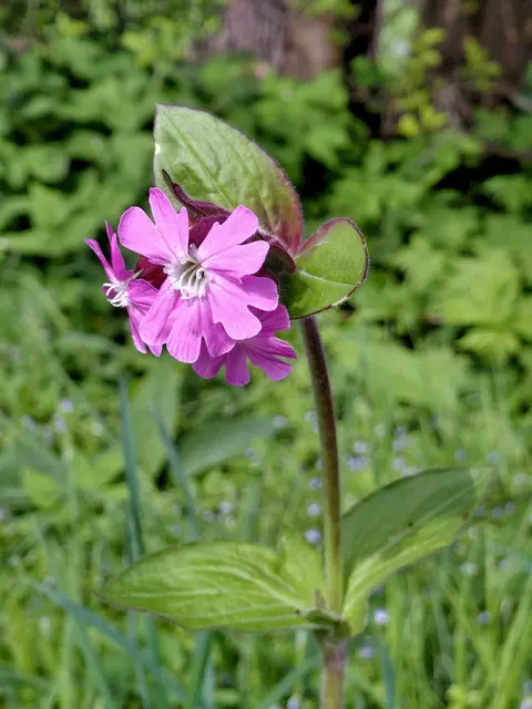 Foto: H.Bachinger