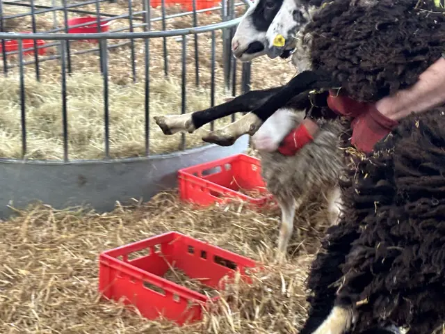 Landwirt Roland Scheinecker verliert seine 50 Schafe – die BH Wels-Land habe Verstöße gegen das Tierwohl finden können. Die Aktion Stößt auf Kritik. | Foto: MeinBezirk