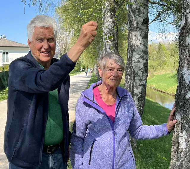 Roland und Jutta Schmidt leiten den oö. Pollenwarndienst. Die Birke (Bild) gehört mit den Gräsern zu den stärksten Pollenallergenen. | Foto: Wirth