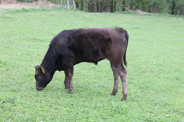 Die Wagyu-Stiere werden kastriert. Als Ochsen werden sie zwischen 30 und 36 Monate alt, bevor sie geschlachtet werden. 