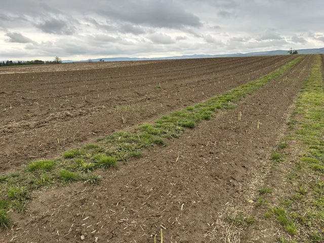 Je wärmer es ist, desto schneller wächst der Spargel. "Der Spargel kann dann bis zu 20 Zentimeter pro Tag wachsen", so Sabine Müllner.  | Foto: MeinBezirk/Barbara Babonitsch-Diewald