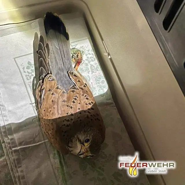 Montagabend hatte sich in einem Mehrparteienhaus in Leoben-Göss im Bereich des fünften Stockwerks ein Falke mit einem Bein in der Außenverkleidung einer Gebäudefassade verfangen. | Foto: FF Leoben-Stadt