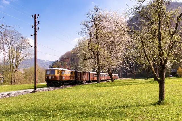 Ötscherbär | Foto: NOEVOG_Gregory