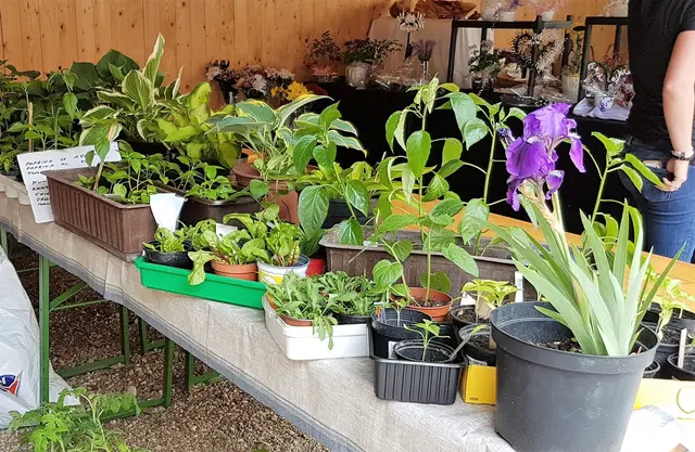 Der Markt findet bei jeder Witterung statt.  | Foto: Wimmer